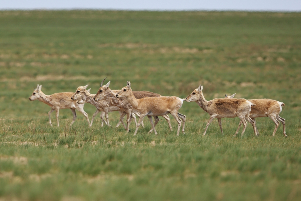 Numrug National Park