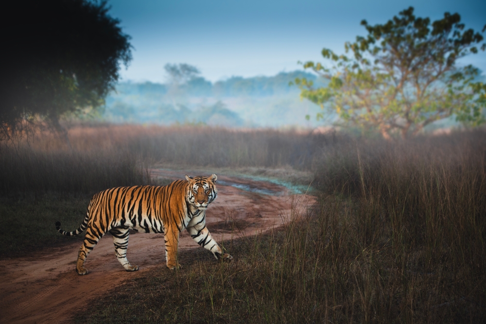 Panna National Park