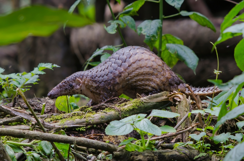 Pelagus National Park