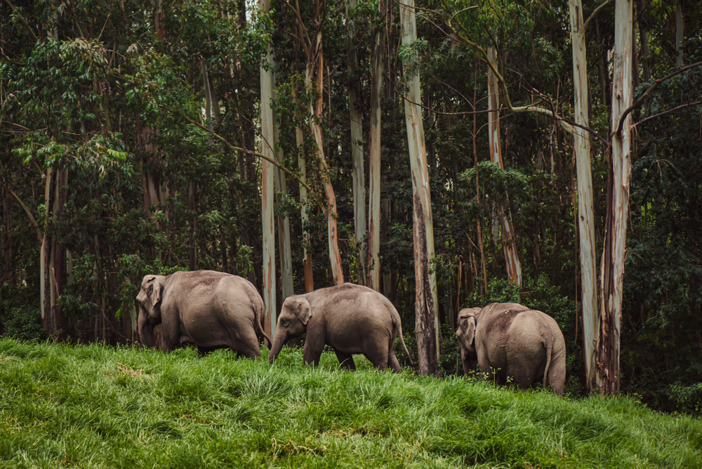 Periyar National Park