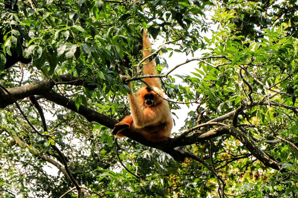 Tam Dao National Park