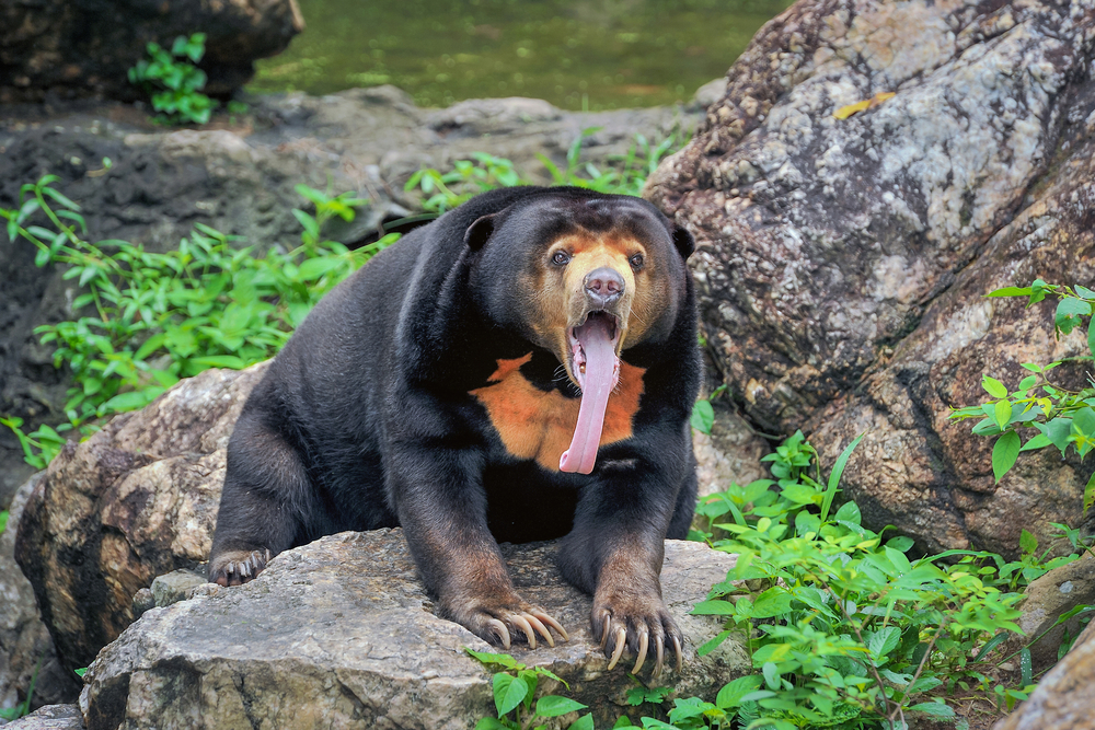 Pulong Tau National Park