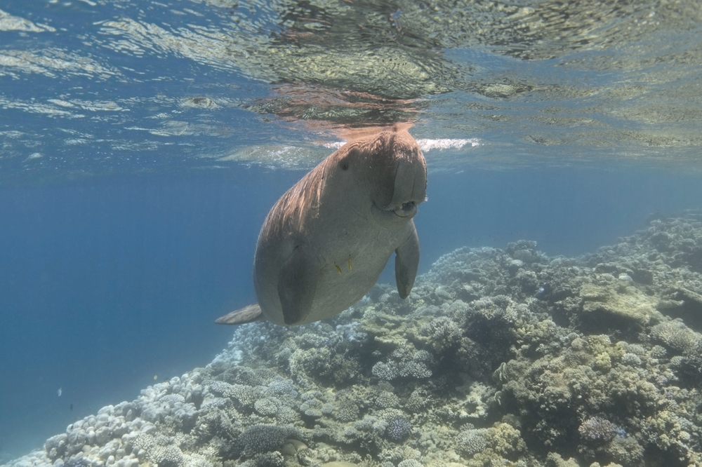 Rani Jhansi Marine National Park