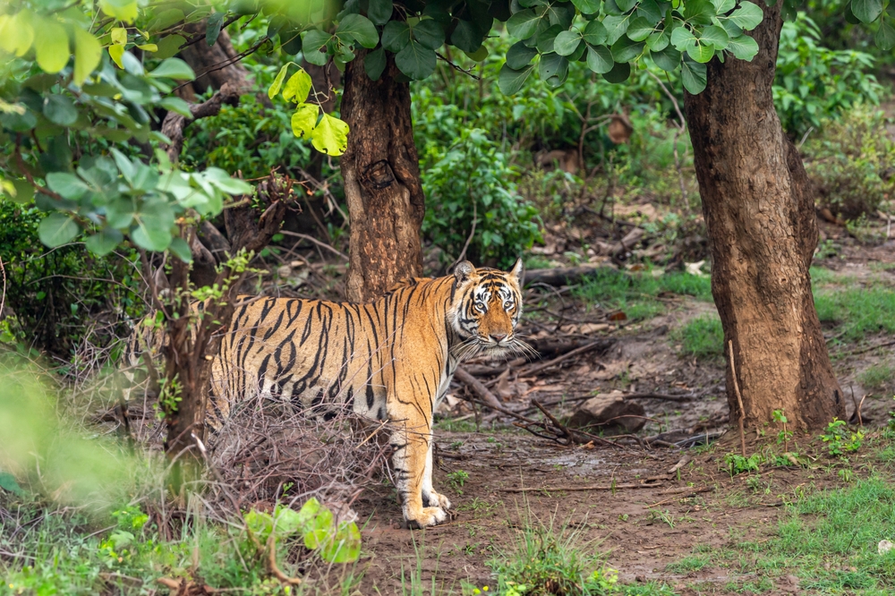 Sariska National Park