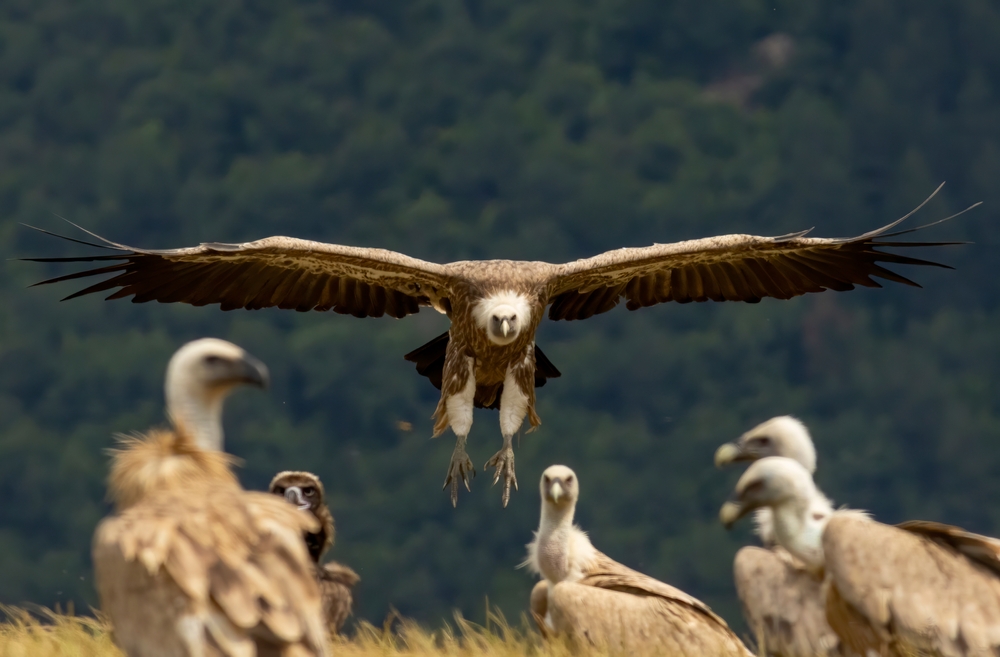 Ugam-Chatkal National Park