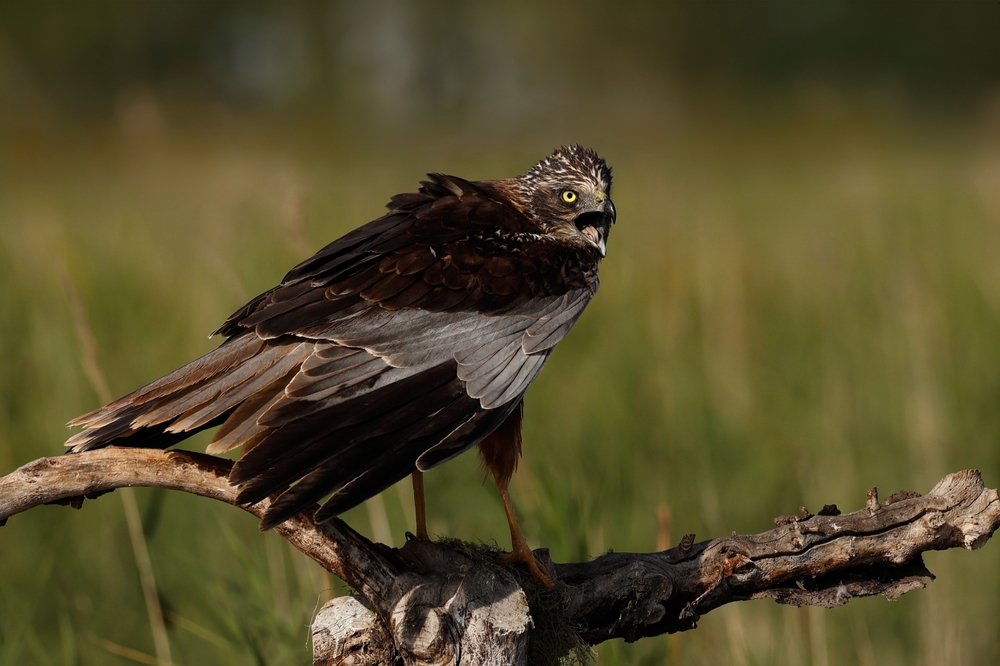 Scheldevallei National Park
