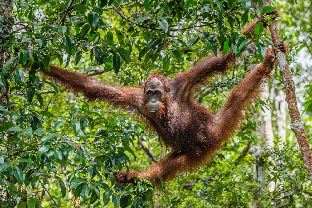 Tanjung Puting National Park