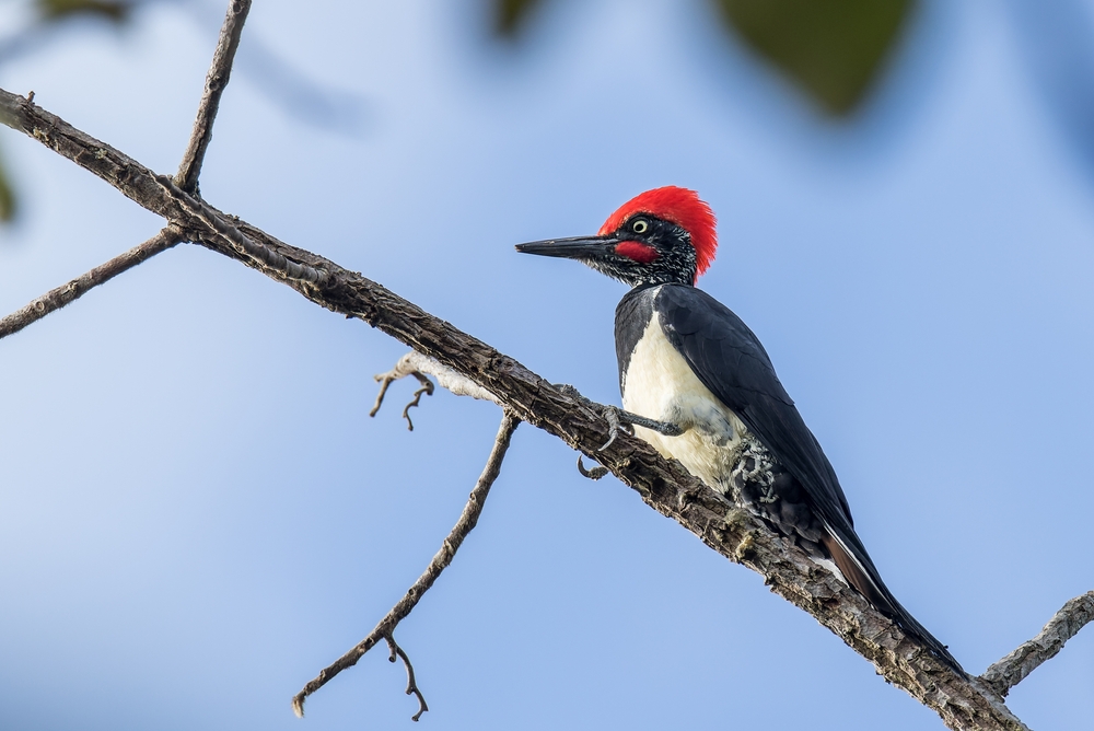 Thale Ban National Park