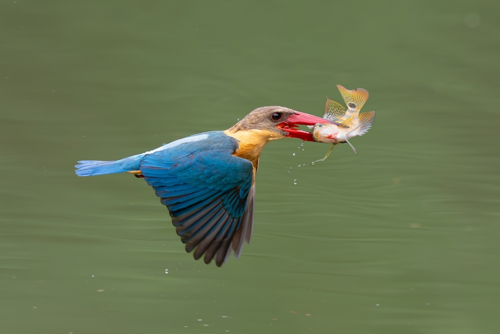 Tanjung Puting National Park