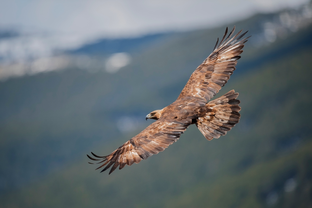 Lar National Park