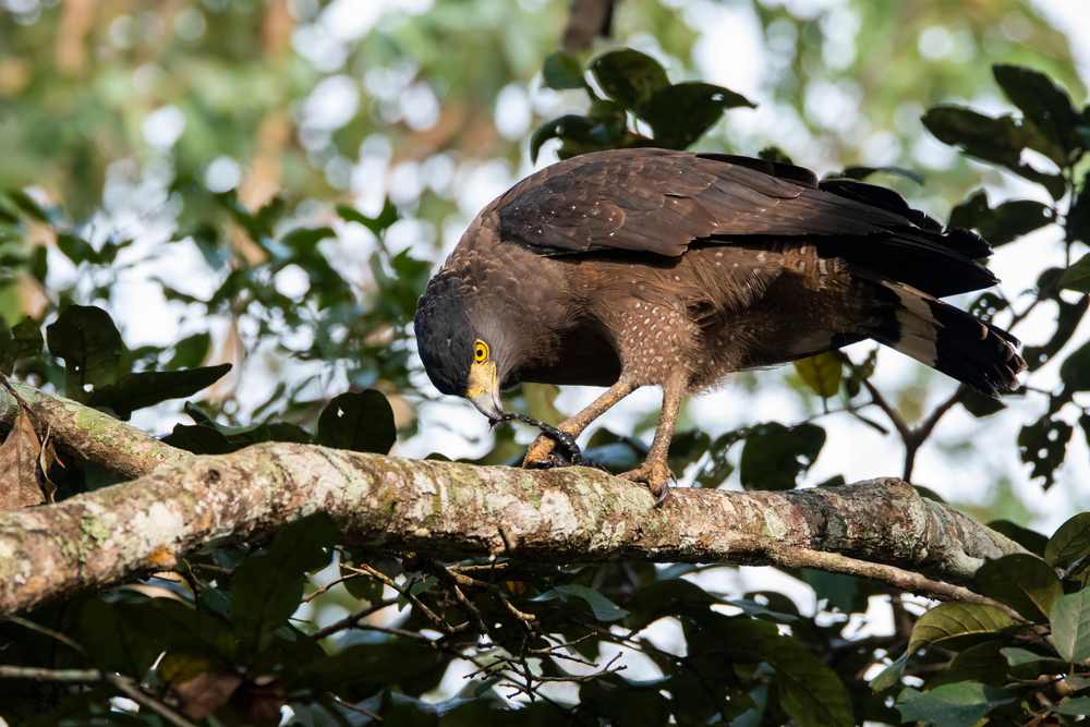 Ulu Sebuyau National Park