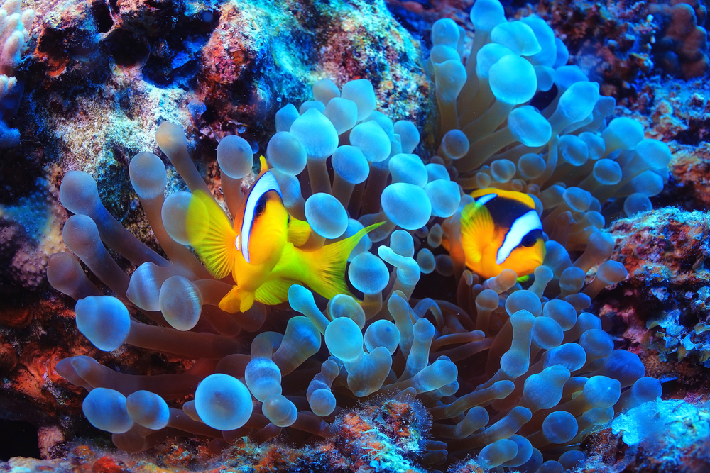 Tanjung Puting National Park