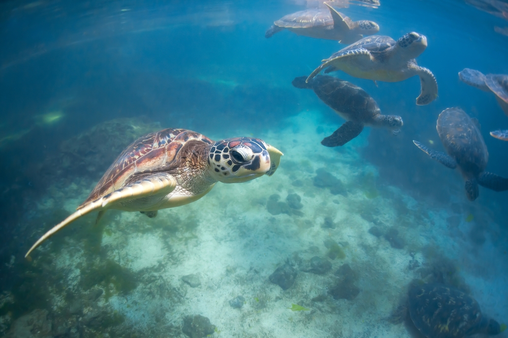 Tanjung Datu National Park