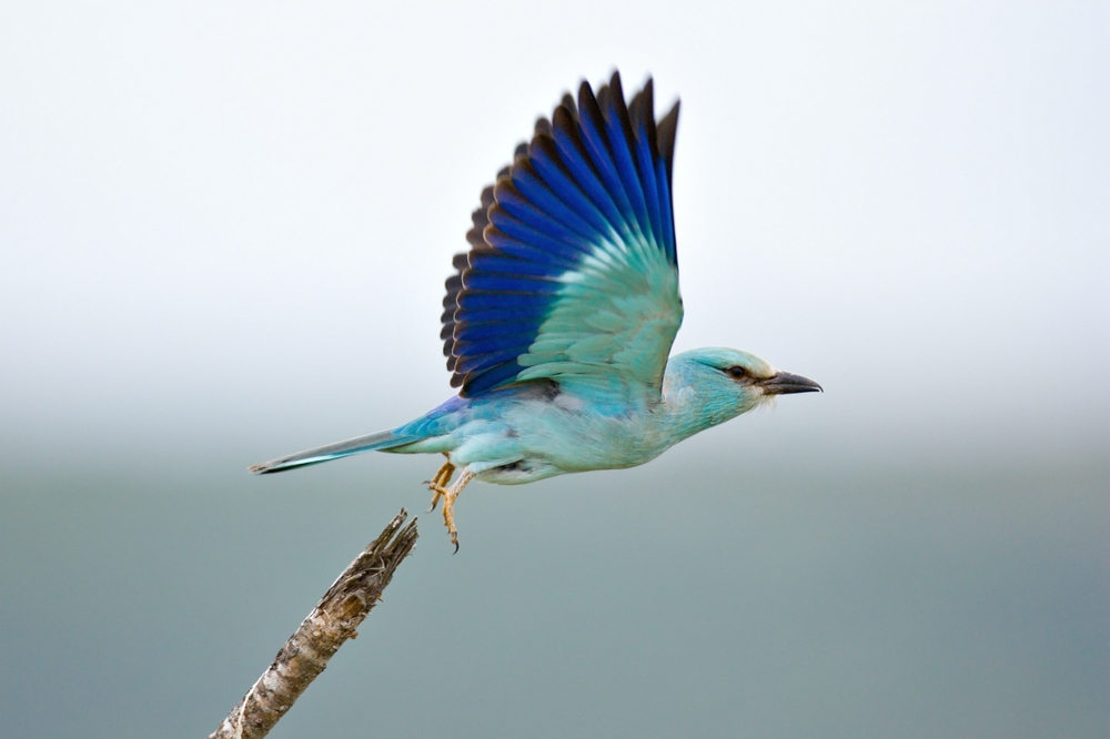 Lar National Park