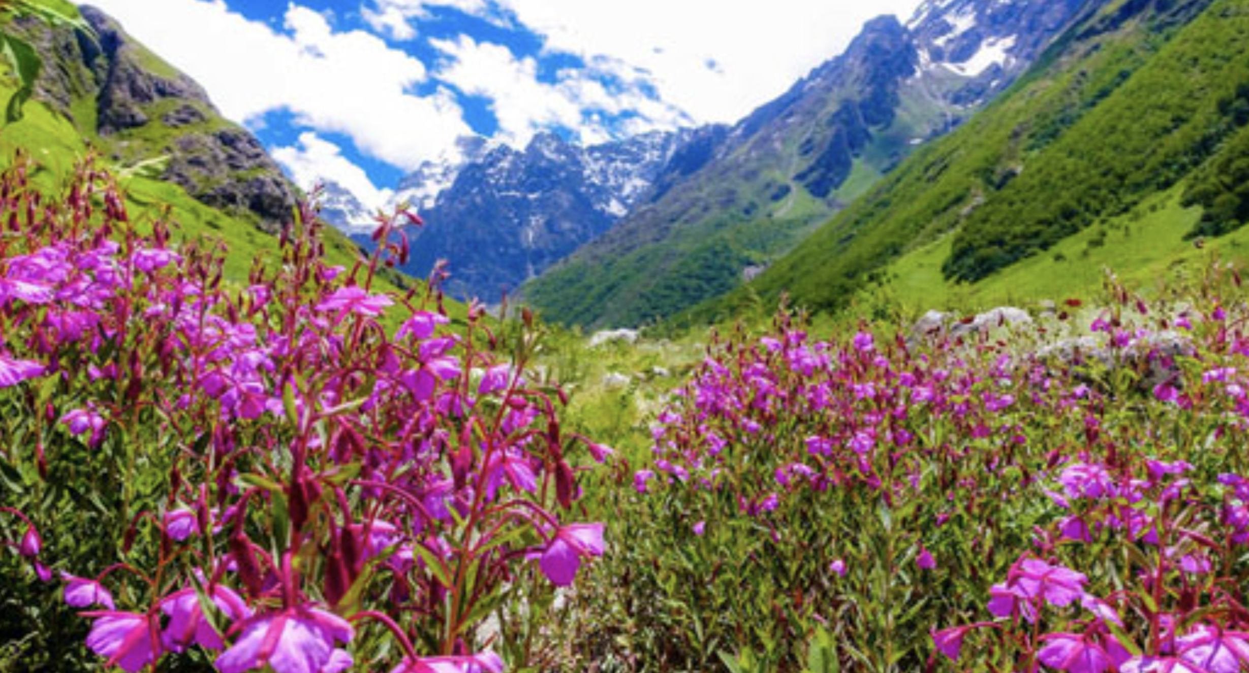 Valley of Flowers National Park