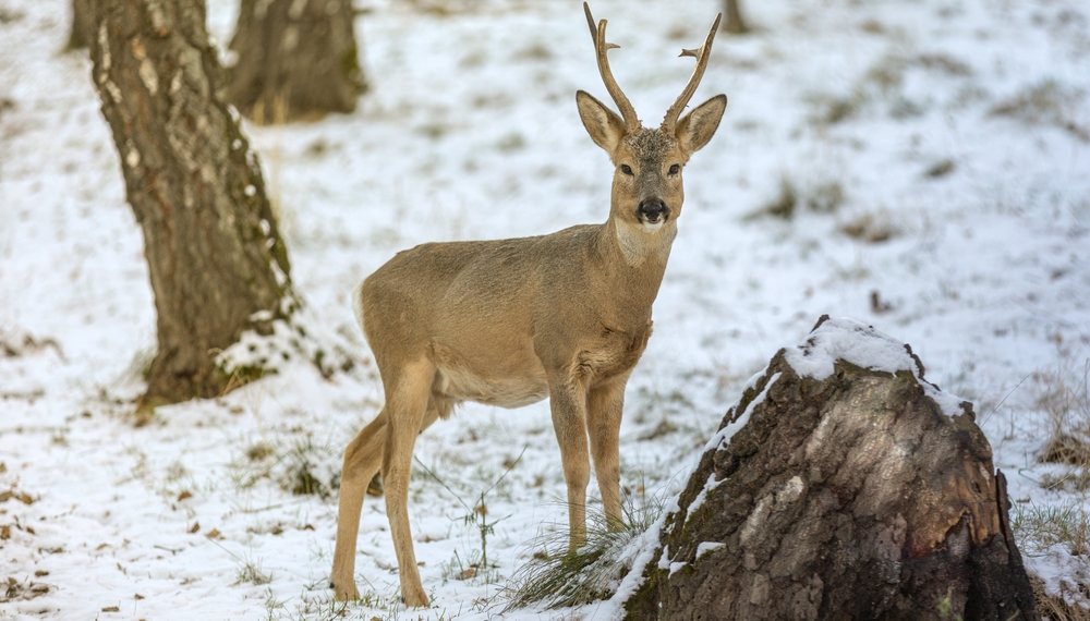 Woraksan National Park