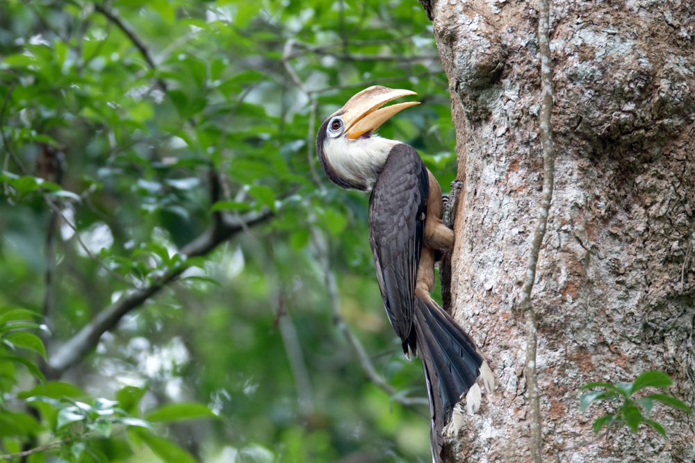 Yok Don National Park