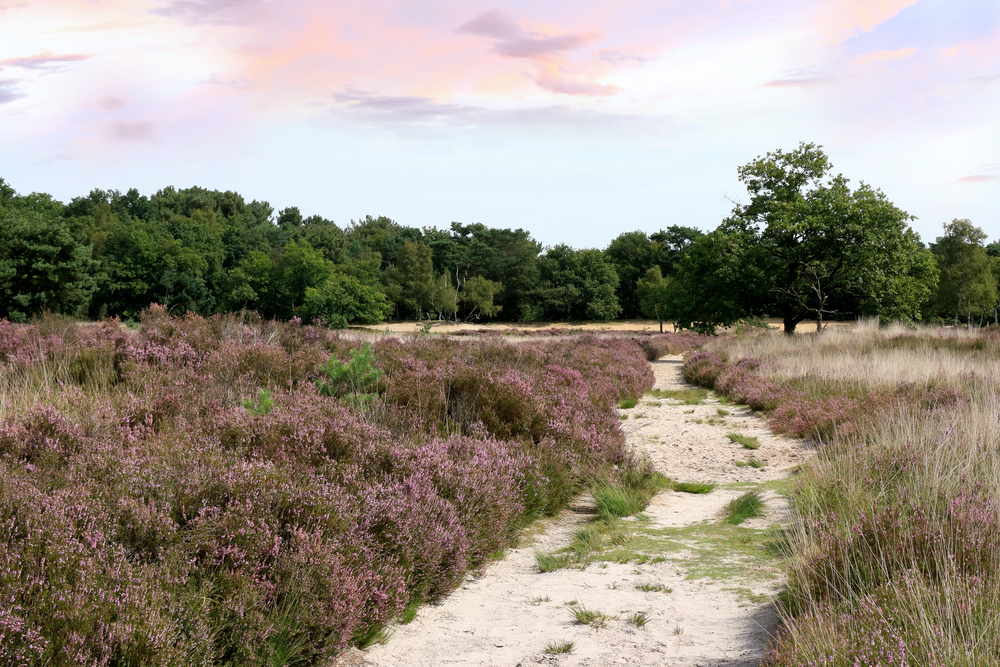 Zoom-Kalmthoutse Heide National Park