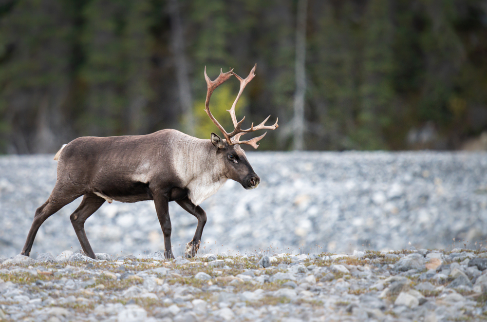Aulavik National Park