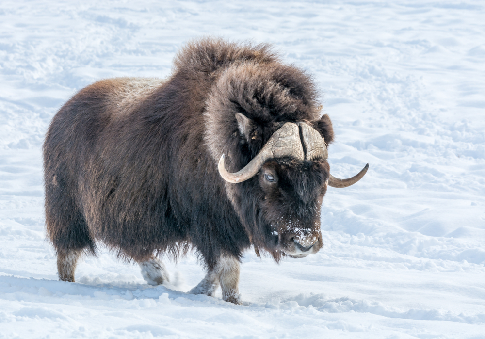 Aulavik National Park