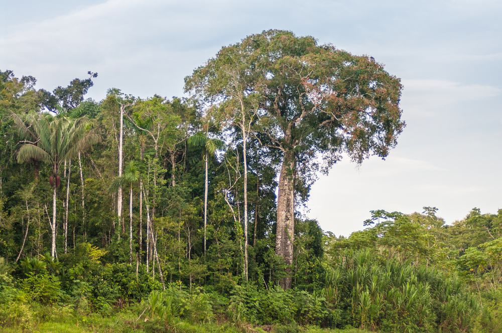 Bahuaja-Sonene National Park