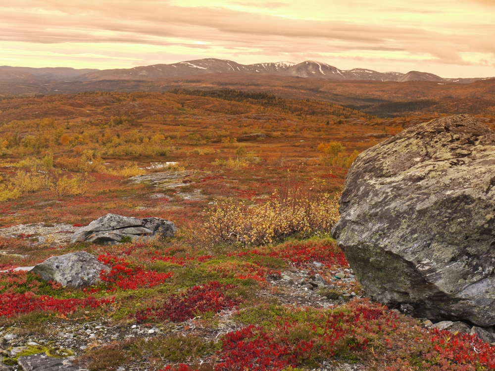 Børgefjell National Park