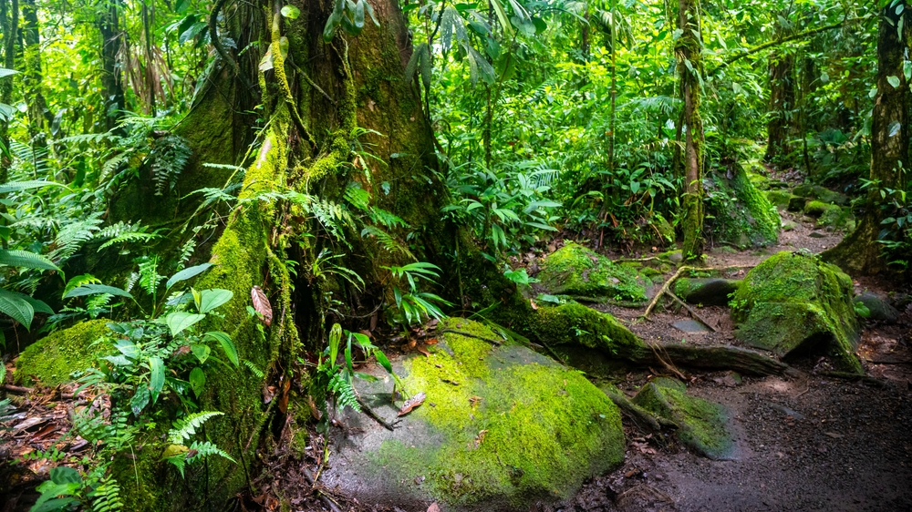 Braulio Carrillo National Park