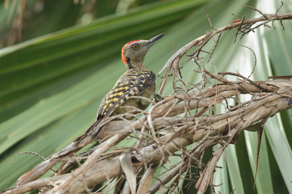 Valle Nuevo National Park
