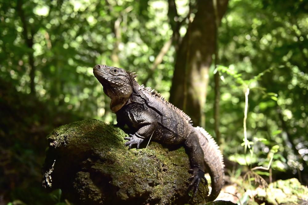 Alejandro de Humboldt National Park
