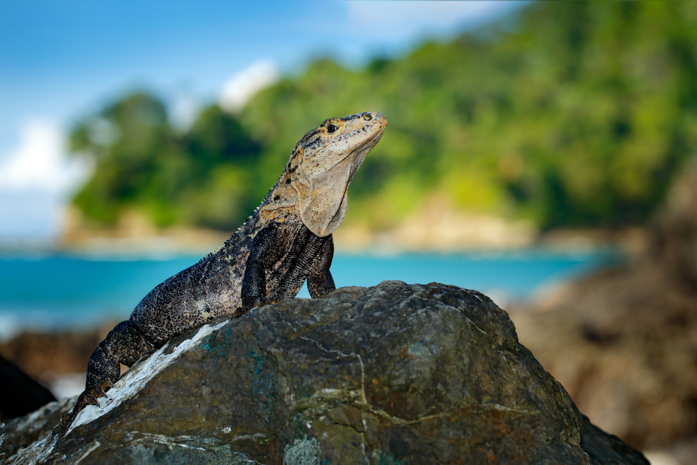 Carara National Park