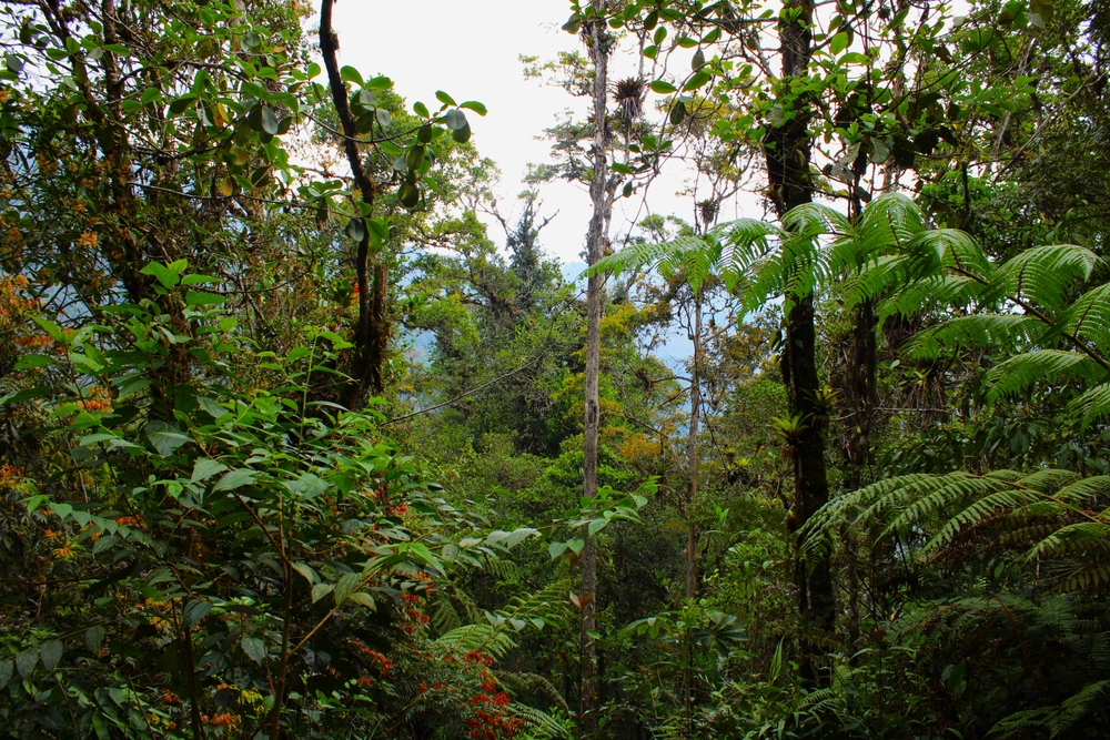 Pacaya National Park