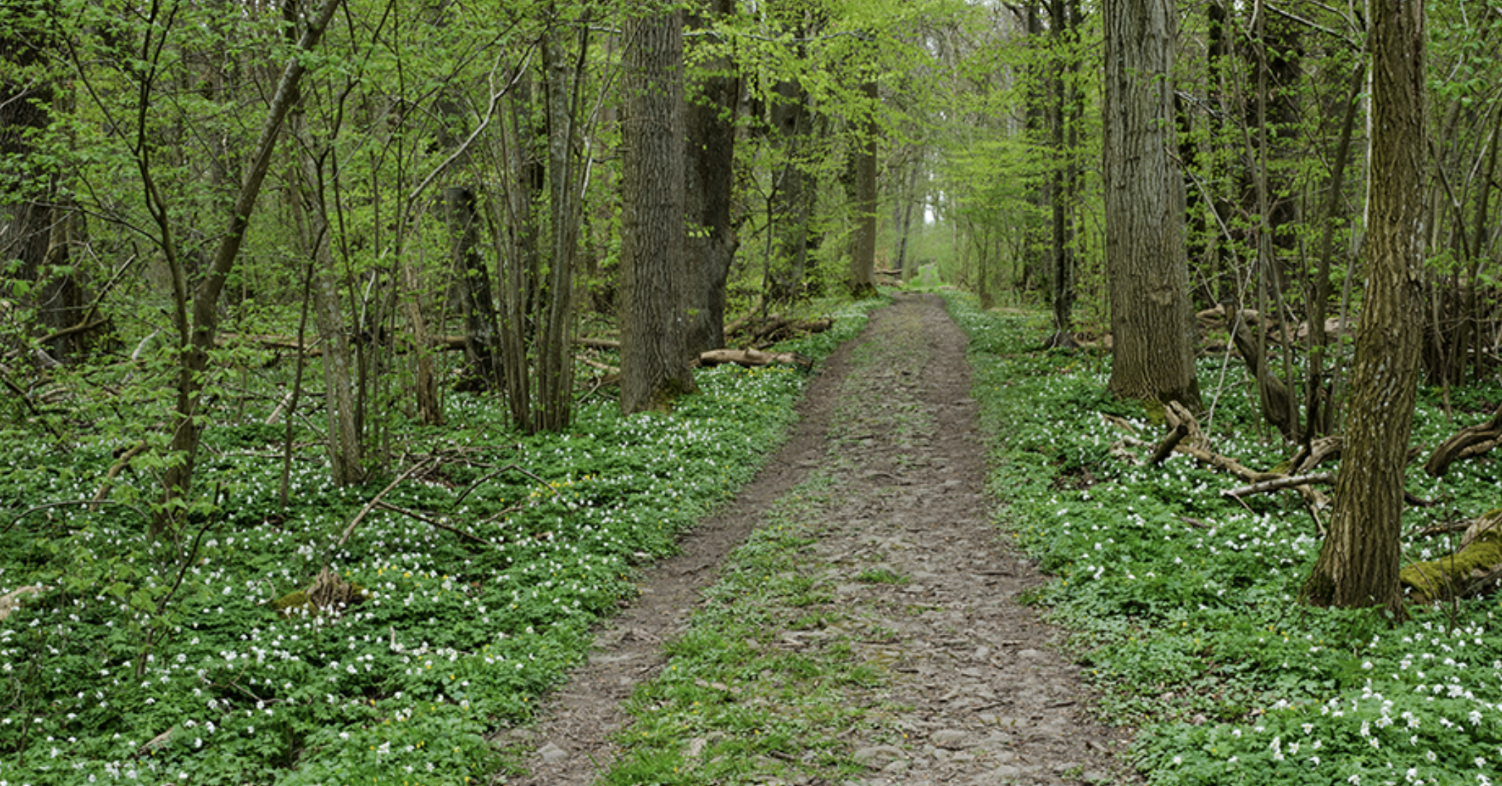 Dalby Soderskog National Park