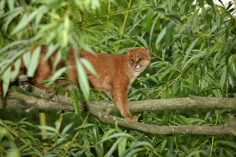 Sierra del Lacandón National Park