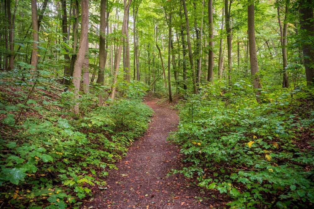 Hainich National Park