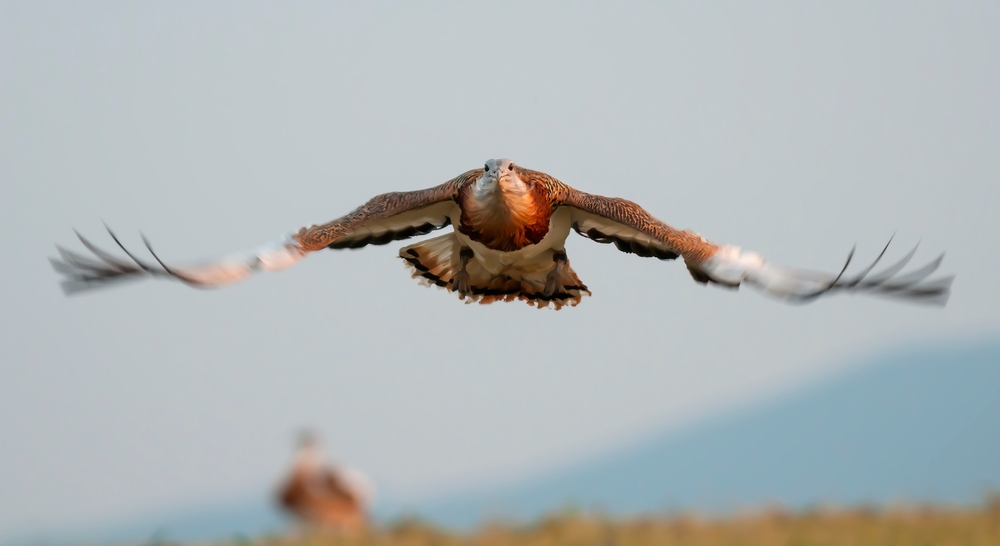 Körös-Maros National Park
