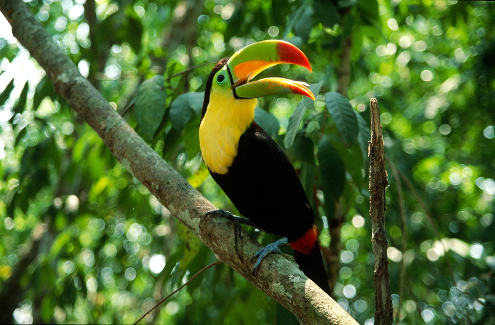 Manuel Antonio National Park