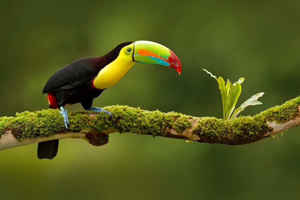 Rincon de la Vieja National Park