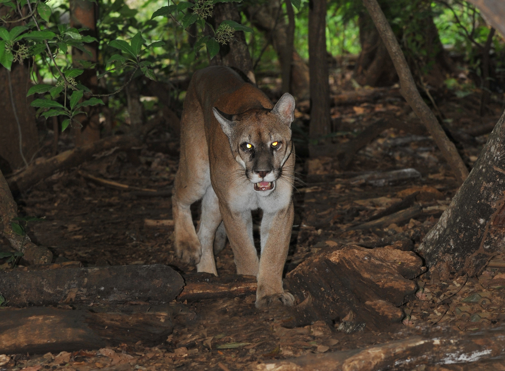El Imposible National Park