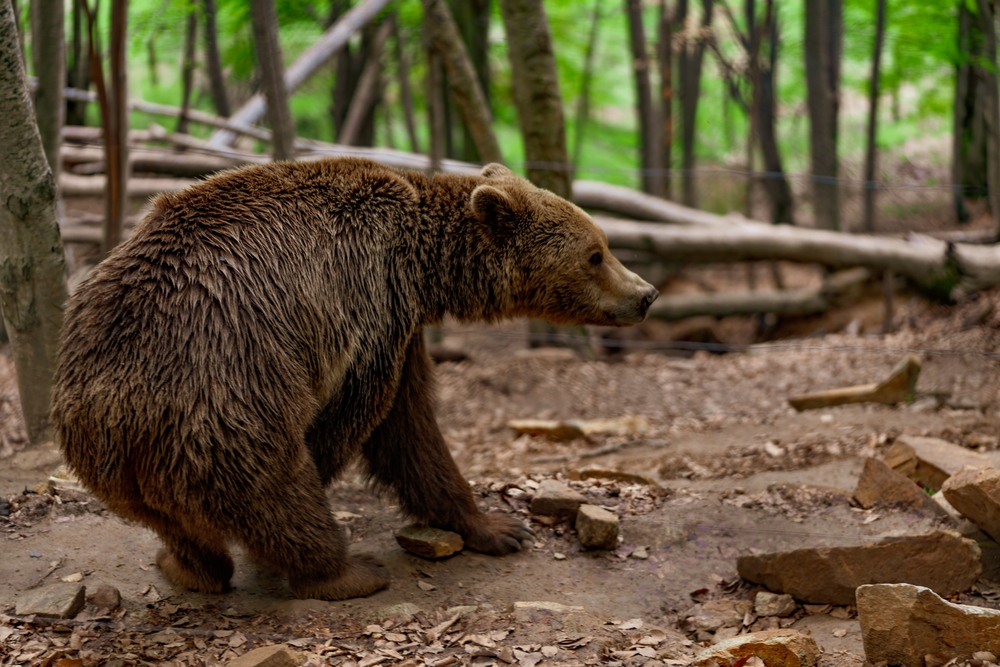 Mount Oeta National Park