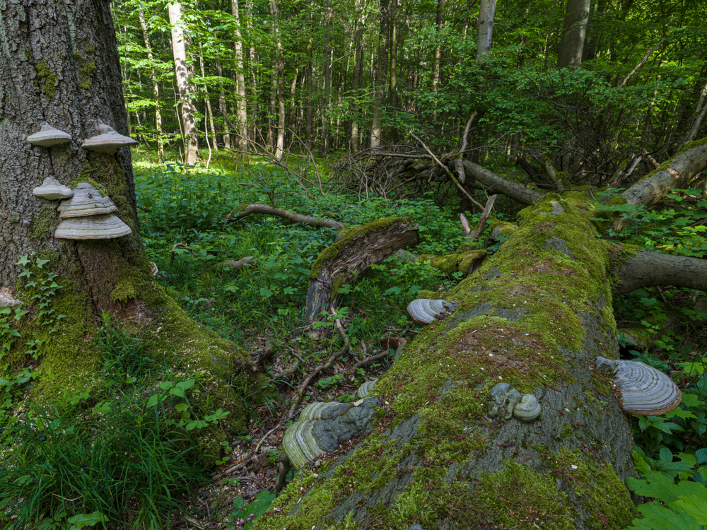 Müritz National Park
