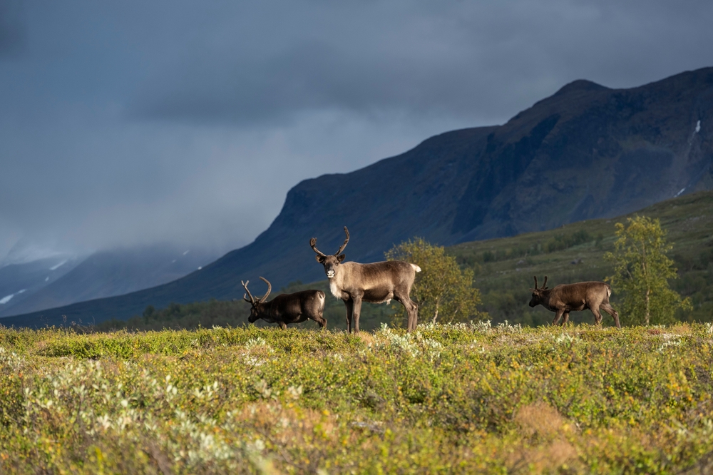 Padjelanta National Park