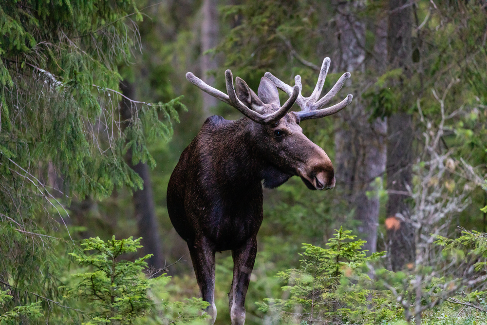 Stora Sjofallet National Park