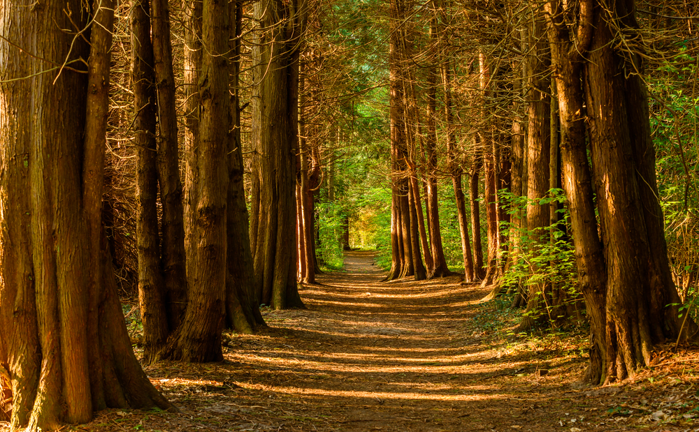 Stenshuvud National Park