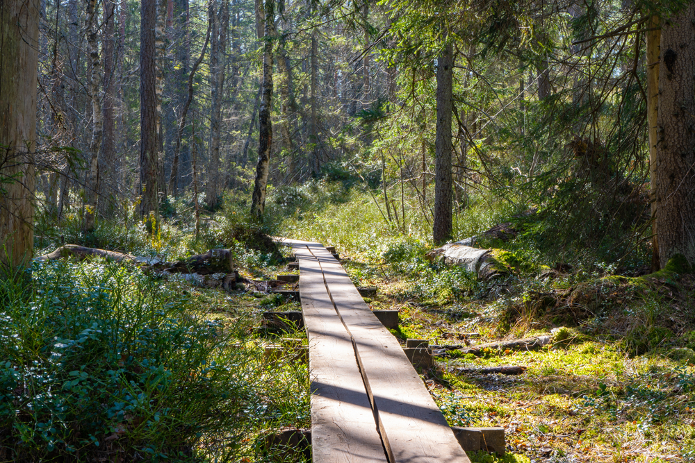 Store Mosse National Park