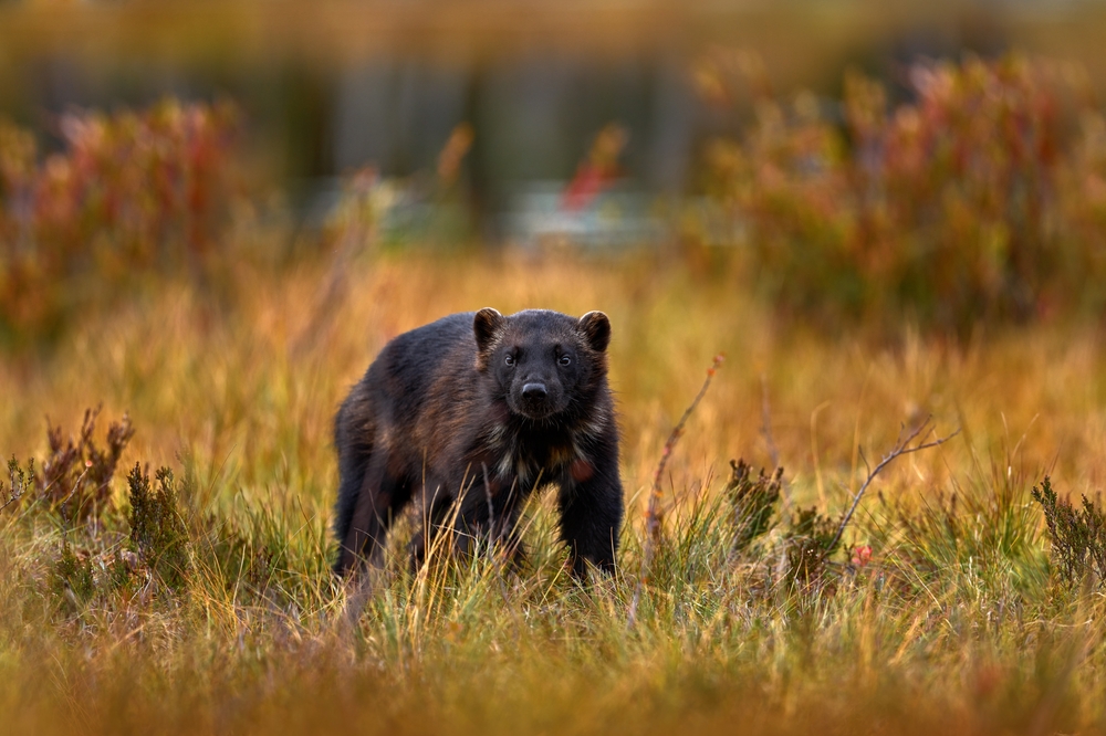 Tresticklan National Park