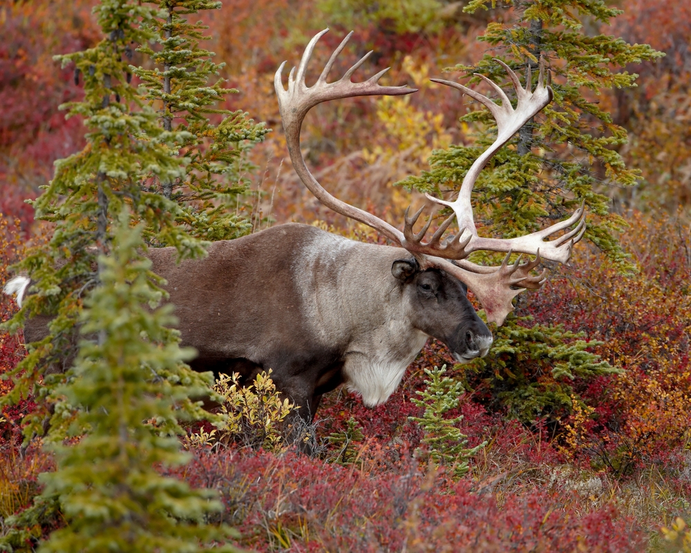 Vuntut National Park