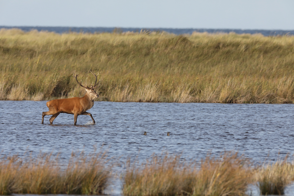 Western Pomerania Lagoon Area National Park