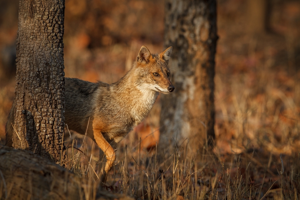 Hazarganji Chiltan National Park