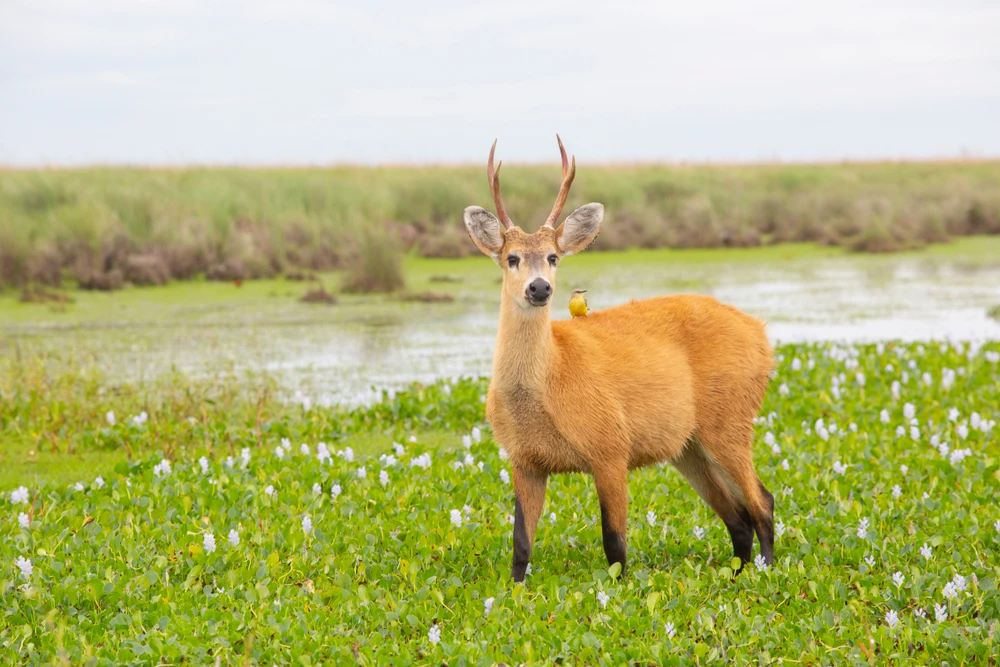 Traslasierra National Park