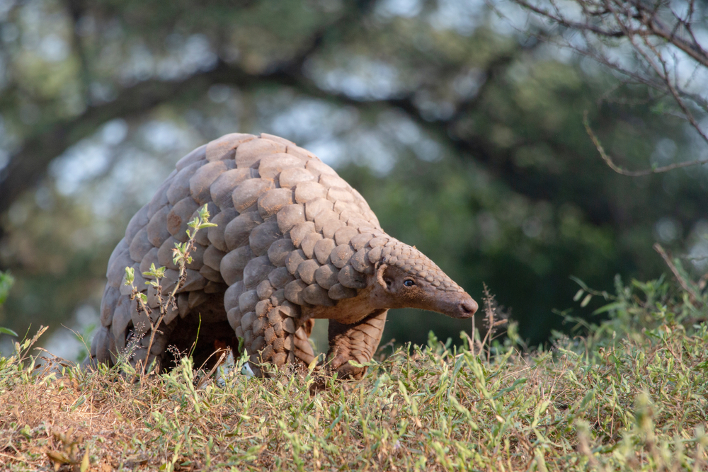 Shakarparian National Park